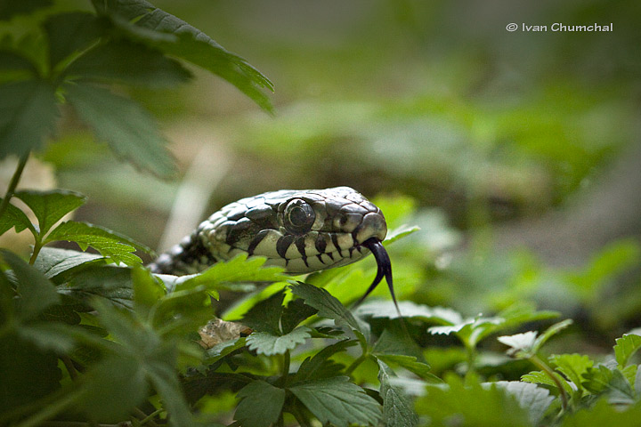 Užovka obojková (Natrix natrix )