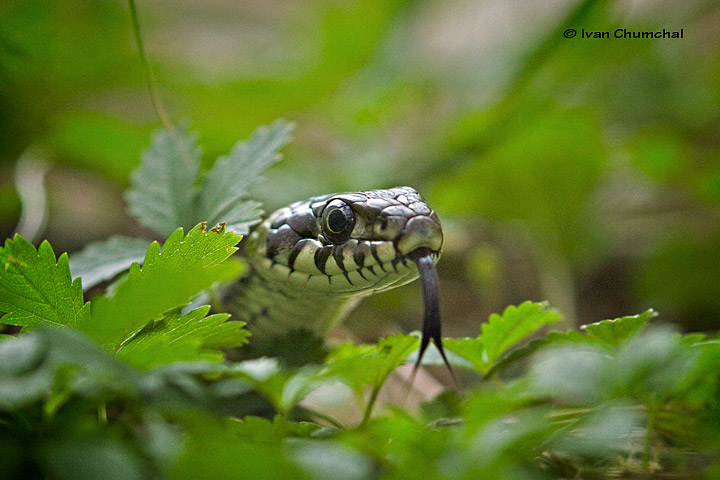 Užovka obojková (Natrix natrix )