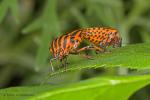 Kněžice páskovaná (Graphosoma lineatum)