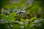 Užovka obojková (Natrix natrix )