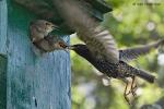 Špaček obecný (Sturnus vulgaris)