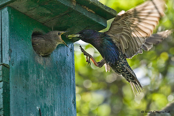 Špaček obecný (Sturnus vulgaris)