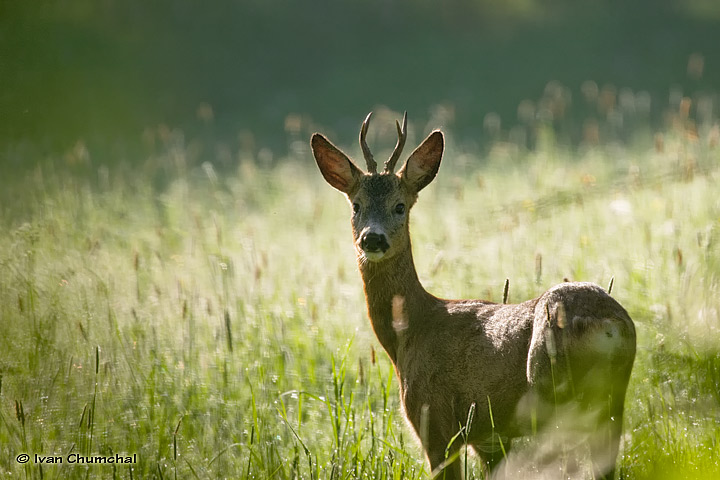 Srnec obecný (Capreolus capreolus)