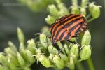 Kněžice páskovaná (Graphosoma lineatum)