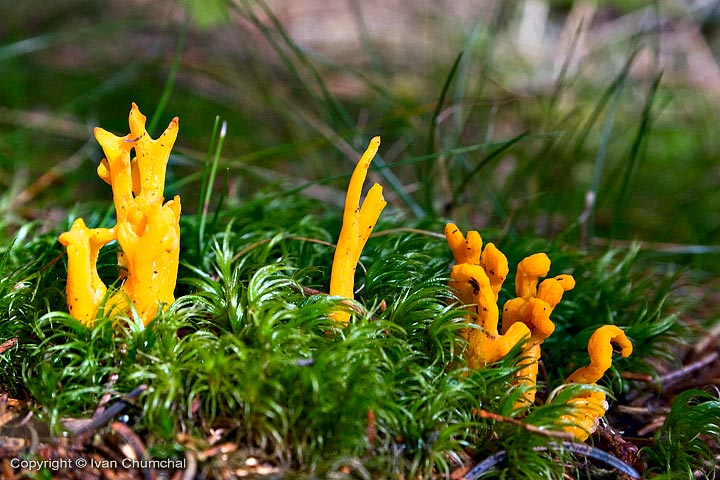 Krásnorůžek lepkavý (Calocera viscose)