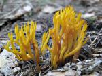 Krásnorůžek lepkavý (Calocera viscose)