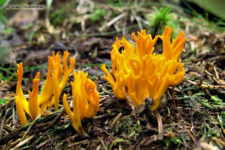 Krásnorůžek lepkavý (Calocera viscose)