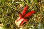 Květnatec Archerův (Clathrus archeri)