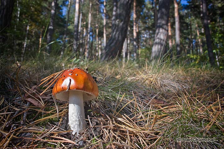 Muchomůrka červená (Amanita muscaria)