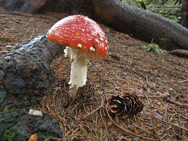 Muchomůrka červená (Amanita muscaria)