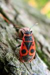 Ruměnice pospolná (Pyrrhocoris apterus)