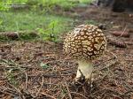 Muchomůrka tygrovaná (Amanita pantherina)