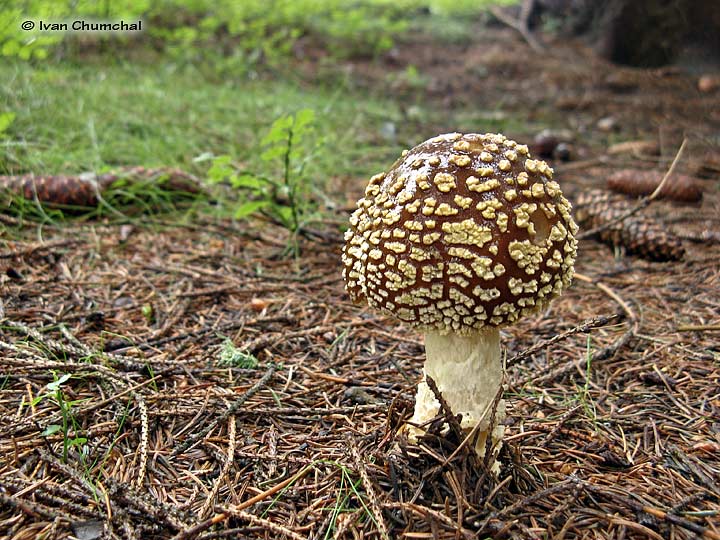 Muchomůrka tygrovaná (Amanita pantherina)