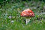 Muchomůrka červená (Amanita muscaria)