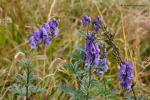 Oměj šalamounek (Aconitum plicatum)