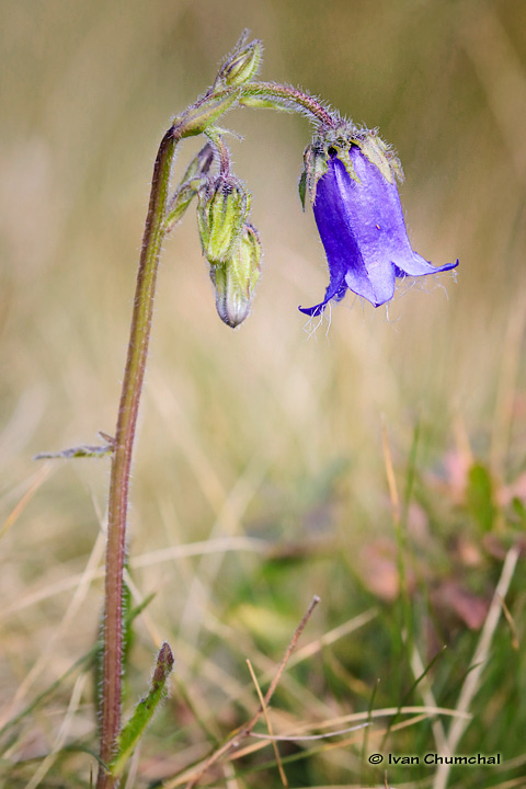 Zvonek vousatý (Campanula barbata)