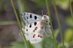 Jasoň červenooký (Parnassius apollo)