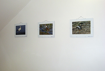 Vernis vstavy - 4